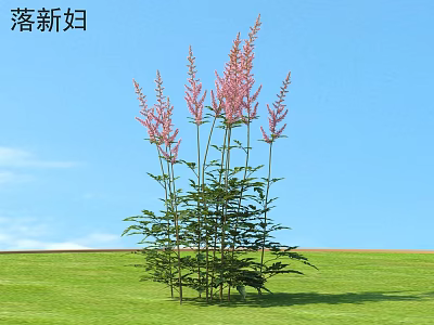 Vibrant Pink Astilbe Shrub with Feathery Blooms in Green Lawn Under Blue Sky 3d model