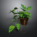 Lush Green Plant With Variegated Leaves And Trailing Vines In Brown Pot