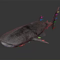 Whale Shark With Streamlined Gray Body White Spots And Fins On Dark Reflective Surface