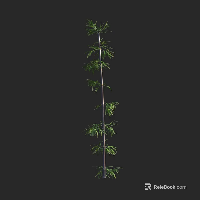 Tall Bamboo Plant With Upright Stem And Green Leaves Against Black Background 3d model 