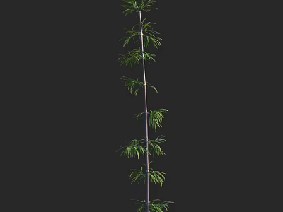 Tall Bamboo Plant With Upright Stem And Green Leaves Against Black Background 3d model