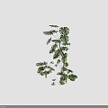 Indoor Monstera Plant with Large Split and Perforated Leaves and Lush Green Foliage