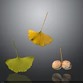 Ginkgo Plant Features Yellow Greenish Leaves And Pink Spotted Fruits Floating On Dark Background