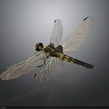 Detailed Decorative Dragonfly Model With Transparent Wings Red Head And Black Yellow Body