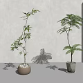 Bonsai Potted Plants Slender Bamboo Feathery Frond in Round Clay Geometric Gray Planters Bright Lighting