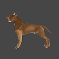 Brown Dog With White Chest Standing Alertly On Dark Background