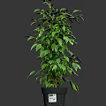Lush Green Potted Plant With Dense Foliage In Black Plastic Pot