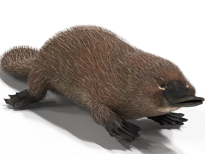 Platypus Animal Ancient Creatures 3d model Platypus Animal Ancient Creatures 3d model