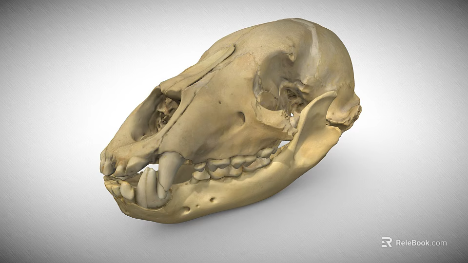 Detailed Animal Skull Skeleton With Visible Teeth And Bone Structure 3d model 