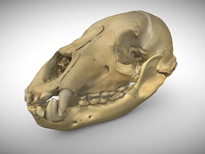 Detailed Animal Skull Skeleton With Visible Teeth And Bone Structure 3d model
