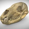 Detailed Animal Skull Skeleton With Visible Teeth And Bone Structure