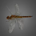 Closeup View of Brown Dragonfly With Transparent Veined Wings Against Gray Background