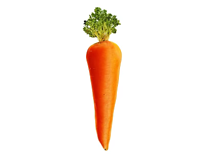 Fresh Organic Carrot With Green Leafy Tops And Vibrant Orange Color 3d model