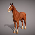 Brown Horse With White Face And Legs Standing On Neutral Gray Background