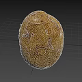 Single Whole Fresh Organic Potato With Natural Brown Skin And Texture On Dark Background