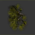 Green Fan Shaped Palm Plant With Lush Leaves And Brown Trunk
