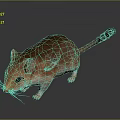 Realistic Brown And White Mouse With Detailed Fur On Gray Background