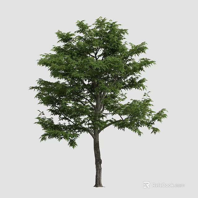 Lush Arbor Tree with Green Foliage and Straight Trunk in Plain Background 3d model