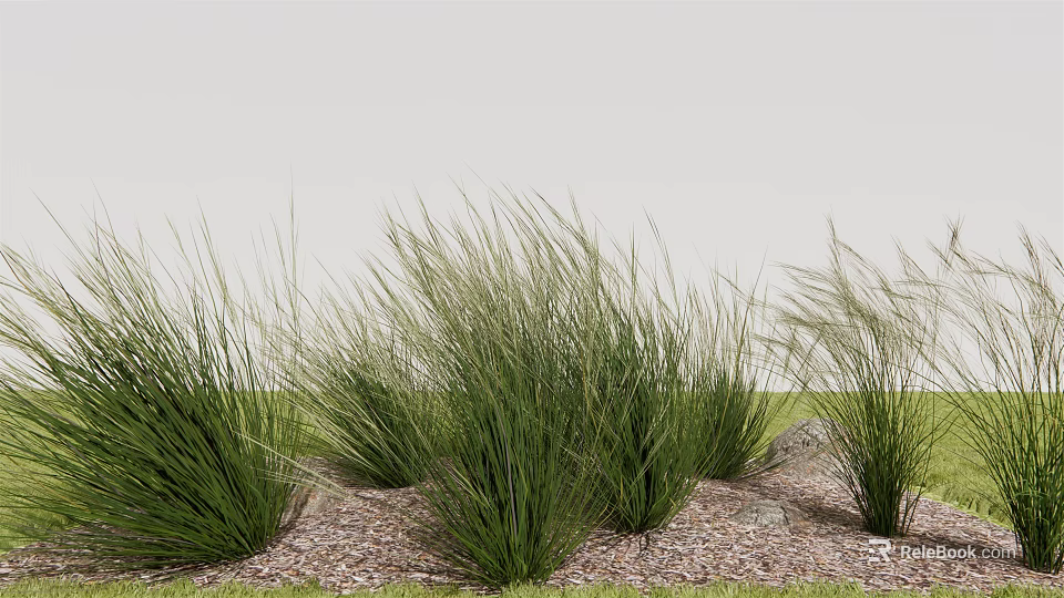 Green Ornamental Grass Growing On Wood Chips Covered Ground Under Gray Sky 3d model 