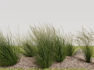 Green Ornamental Grass Growing On Wood Chips Covered Ground Under Gray Sky 3d model