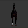 Dark Brown Horse With White Hooves Standing On Gray Background