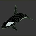 Black And White Orca Whale 3D Rendered In Swimming Pose On Gray Background