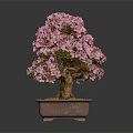 Pink Flowering Bonsai Tree With Green Leaves Brown Trunk In Square Pot