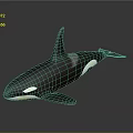 Orca Whale With Black And White Coloration Dorsal Fin And Pectoral Fin On Dark Background