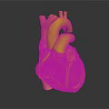 Realistic 3D Human Heart Organ Model Showing Red Blue Internal Structure Details