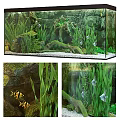 Aquarium Fish Tank With Green Aquatic Plants Decorative Rocks And Swimming Fish