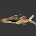 Golden Fish Sculpture Carving With Wing Like Fins And Shiny Scales On Dark Background