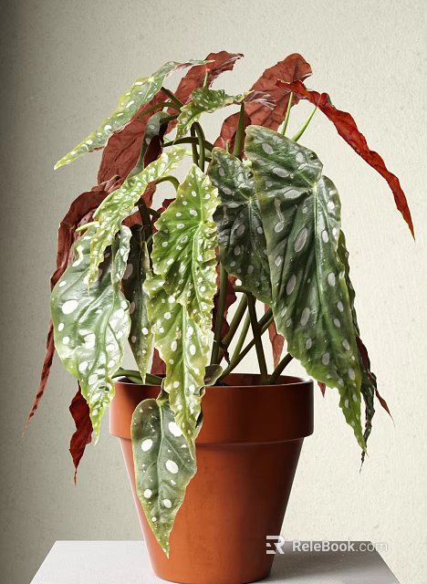 Decorative Bonsai Potted Plant Featuring Green Leaves With White Spots Red Leaves And Brown Pot 3d model 