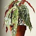 Decorative Bonsai Potted Plant Featuring Green Leaves With White Spots Red Leaves And Brown Pot