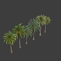 Six Tall Palm Trees With Lush Green Fronds Against Dark Background