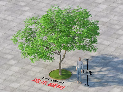 Japanese Maple Tree On Paved Ground With Person And 1.1m Height 5.5m Diameter 3d model