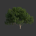 Lush Green Arbor Tree With Dense Foliage Sturdy Trunk And Balanced Crown 3d model