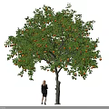 Tall Fruit Laden Arbor With Green Leaves And Orange Fruits Person Standing Beneath