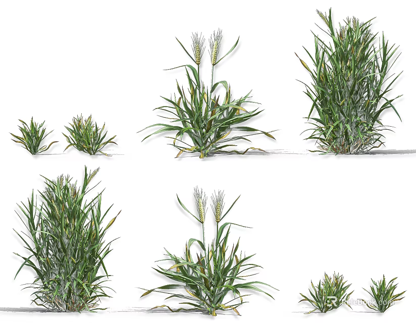 Green Crop Plants Showcasing Various Growth Stages With Different Heights And Leaf Shapes 3d model 