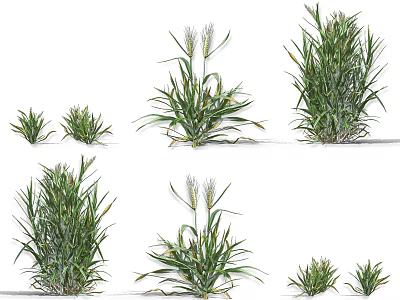 Green Crop Plants Showcasing Various Growth Stages With Different Heights And Leaf Shapes 3d model