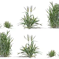 Green Crop Plants Showcasing Various Growth Stages With Different Heights And Leaf Shapes