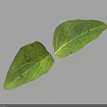 Two Fresh Green Leaves With Visible Veins And Dark Spots On Light Background