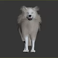 White And Light Brown Wolf Standing On Black Reflective Ground With Gray Gradient Background 3d model