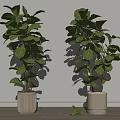 Indoor Potted Plants with Lush Green Leaves Minimalist Pots Against White Wall on Wooden Floor