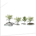 Various Arbor Trees with Green Foliage on White Step Shaped Bases and Round Platforms 3d model