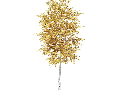Elegant Arbor With Golden Leaves And White Trunk In Autumn Natural Scenery 3d model