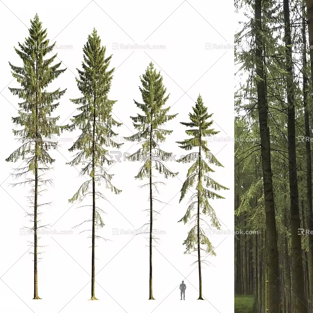 Spruce Pine Cedar Tree Wood Forest 3d model