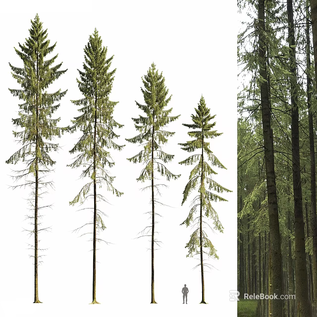 Individual Tall Arbor Trees With Slender Trunks And Dense Foliage In Forest Landscape 3d model 