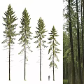 Spruce Pine Cedar Tree Wood Forest 3d model