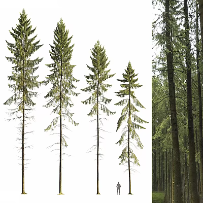 Individual Tall Arbor Trees With Slender Trunks And Dense Foliage In Forest Landscape 3d model