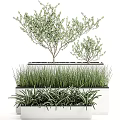 Bonsai Potted Plants With Small Trees Grasses And Succulents In Layered Containers